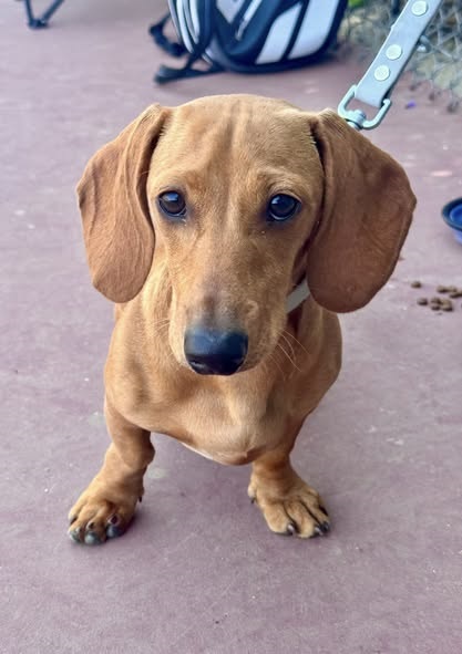 By-Tor tennis mascot dog.jpg